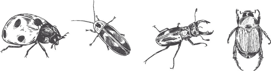 Bug collection of hand-drawn beetles in a vintage pen and ink style drawing, series of vector insects © HootDesignStudio