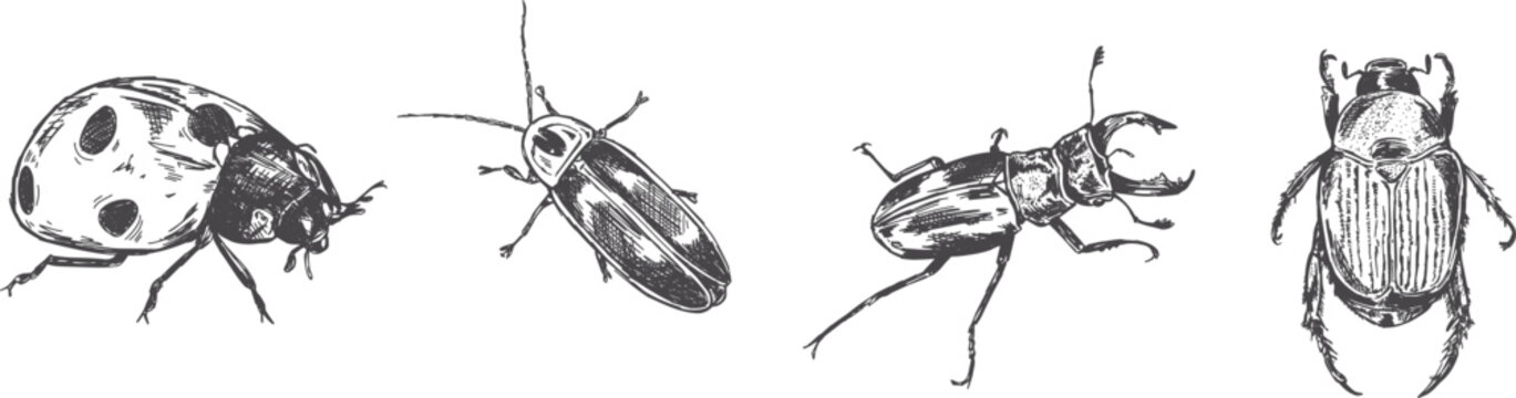 Bug collection of hand-drawn beetles in a vintage pen and ink style drawing, series of vector insects