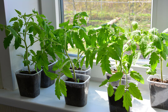 Tomato Seedlings Growing on a Windowsill in the country house