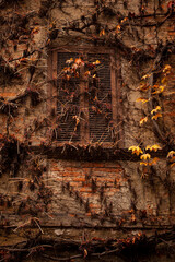 Authentic old window of a traditional Italian house in the Navigli district of Milan, framed by lush green ivy and climbing plants on a weathered historic facade.