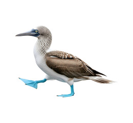 Obraz premium Blue footed booby isolated on transparent background