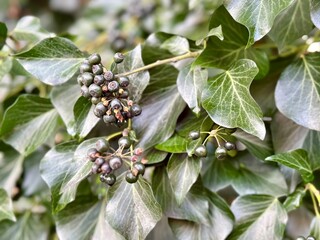 Close up of common ivy with green leaves and dark berries, Hedera helix plant detail showing evergreen foliage and natural texture in an outdoor garden setting