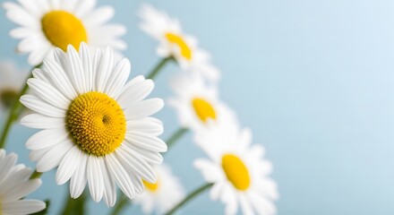 Fototapeta premium Close up of white daisies with yellow centers against a light blue background on a sunny day with blurred flowers