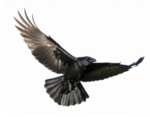 Obraz premium black crow isolated on white