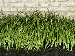 Decorative ornamental grass planted in a neat row along a light stone wall. Long, narrow green leaves create a dense texture and natural rhythm, contrasting with the solid architectural background. 