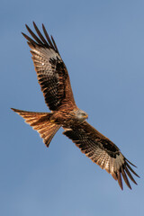 Obraz premium Red Kite on the wing