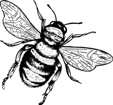 Hand-drawn pen and ink illustration of a honey bee sketched in a line art tattoo style, vintage original artwork