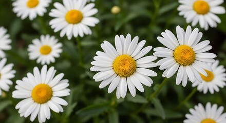Fototapeta premium daisies in a garden
