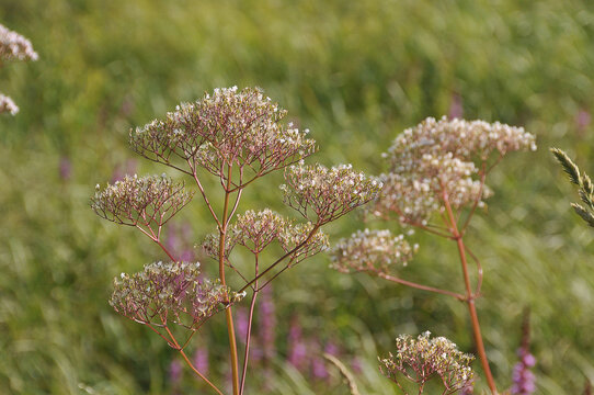 Wiesenkerbel