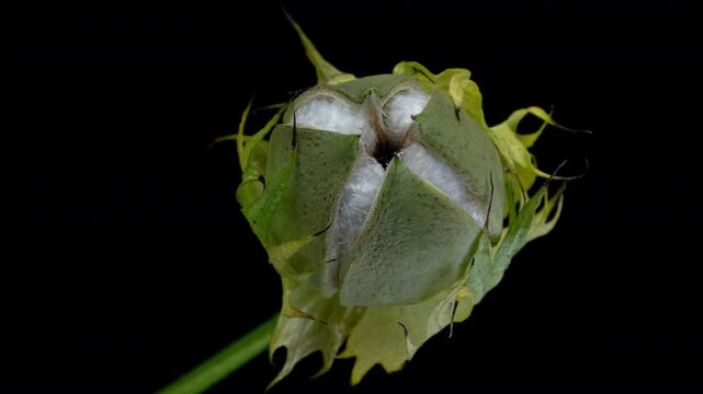 The ripe cotton boll opening and revealing fluffy cotton flower. Opened cotton is ready for harvesting. Growing and harvesting cotton	