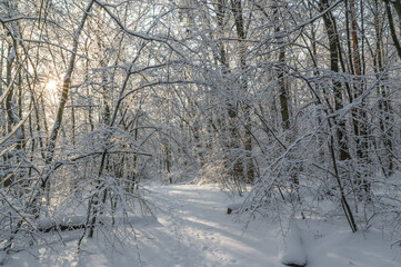 Snow covered trees