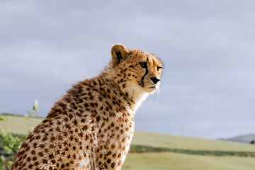 Young cheetah looking right against a soft blue sky. Wildlife animal portrait focusing on nature and conservation. African safari concept.