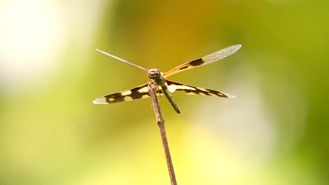 dragonfly on a branch