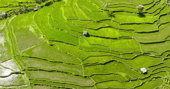 Lush green rice terraces covering hillsides in Senaru, Lombok, Indonesia, traditional agriculture and stunning natural beauty of the island landscape. Natural tropical background. Aerial drone shot