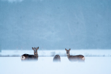 stado saren na zimowym polu 