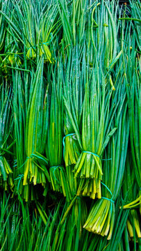 Allium schoenoprasum, popularly known as chives, chives or chives