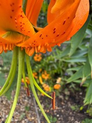 Close up of tiger lily in garden