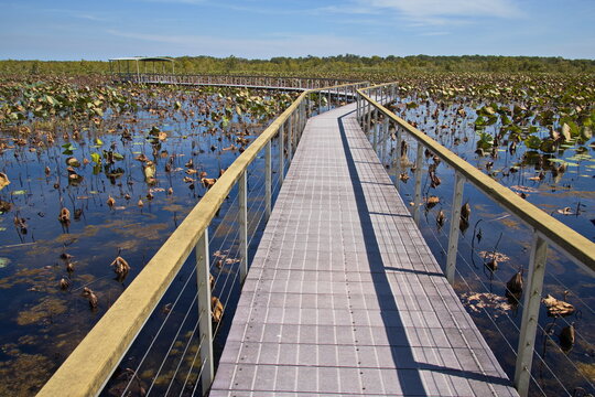 Lookout on Woodlands to Waterlilies Walk in Fogg Dam Conservation Reserve, Northern Territory, Australia 
