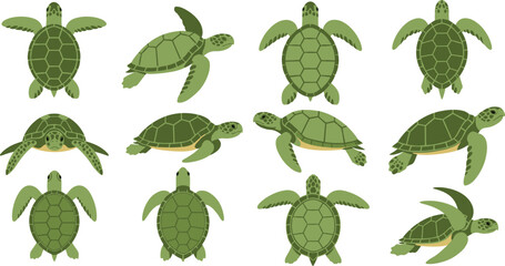 Green Sea Turtle Illustration Set Showing Top and Side View Swimming Poses for Marine Biology, Ocean Wildlife Conservation, and Educational Vector Design © MstSuborna