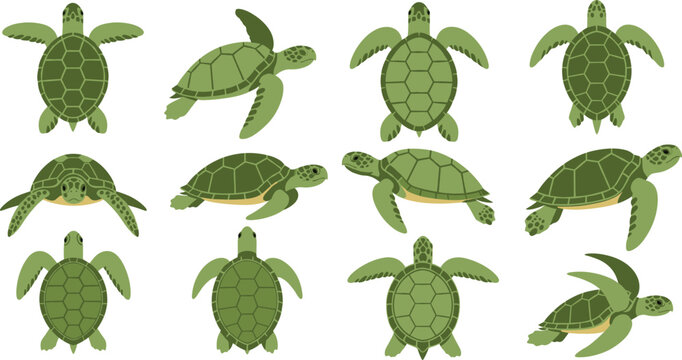 Green Sea Turtle Illustration Set Showing Top and Side View Swimming Poses for Marine Biology, Ocean Wildlife Conservation, and Educational Vector Design