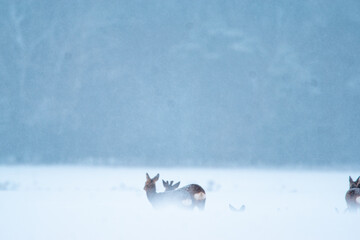 stado saren na zimowym polu 