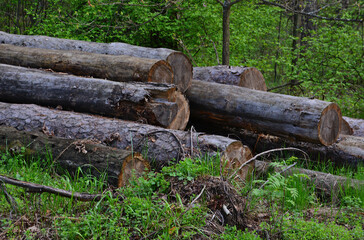 Fototapeta premium Stacked Timber Logs in a Green Forest copy space