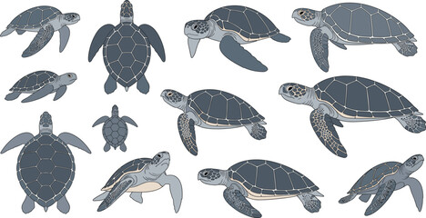 Obraz premium Realistic Sea Turtle Illustration Set Featuring Multiple Swimming Angles for Marine Life, Ocean Wildlife Education, Conservation Projects, and Vector Design
