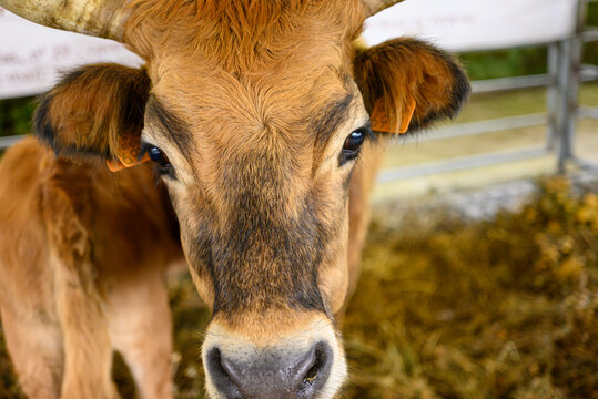 Portrait of Cachena cow with big horns The Concept of rustic livestock
