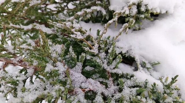 Evergreen juniper branches covered with snow. Macro fir texture background.