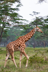 Obraz premium Giraffe on near forest. Nakuru lake region, Africa