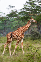 Obraz premium Giraffe on near forest. Nakuru lake region, Africa