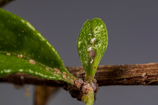 Mealybugs on bonsai tree. Houseplant care, indoor gardening and plant pest control concept.