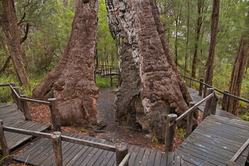 Obraz premium Giant tingle tree at Bibbulmun Track Short Walk in the Walpole-Nornalup National Park, Western Australia, Australia 