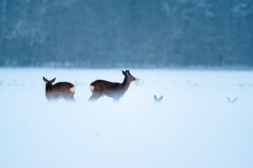 stado saren na zimowym polu 