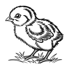 Naklejka premium Little Chicken hand drawn vector sketch