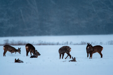 stado saren na zimowym polu 