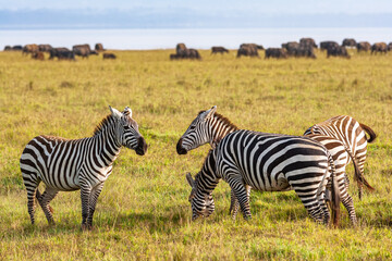 Obraz premium Sociable zebras. Zebras are talking. Masai Mara, Kenya
