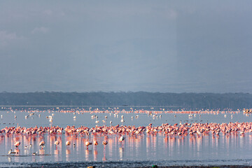 Flamingos. Nakuru landscape. Lake Nakuru, Kenya
