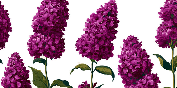 Set of Phlox stolonifera (creeping phlox or moss phlox) flowering frontal isolated png on a transparent background perfectly cutout