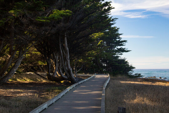 View of a wooden boardwalk stretches towards the meeting point of land and ocean, flanked by dark, shadowed trees and sunlit grasses, Fort Bragg, California, United States.