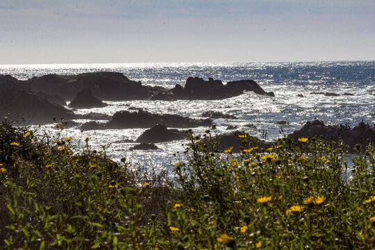 View of sunlit waves crash against dark, jagged rocks, juxtaposed against vibrant yellow wildflowers in the foreground, Fort Bragg, California, United States.