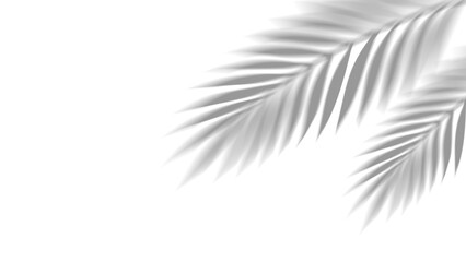 Fototapeta premium Overlay shadow of realistic tropical palm leaves on transparent background. Black and white coconut leaf and branches blur shadow overlay effect summer decorative element design. Vector illustration.