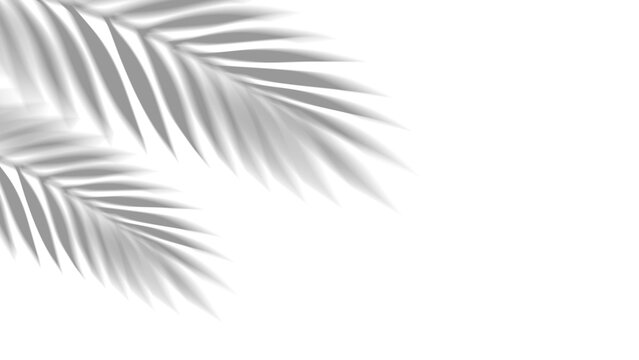 Overlay shadow of realistic tropical palm leaves on transparent background. Black and white coconut leaf and branches blur shadow overlay effect summer decorative element design. Vector illustration.