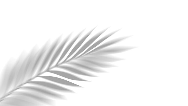 Overlay shadow of realistic tropical palm leaves on transparent background. Black and white coconut leaf and branches blur shadow overlay effect summer decorative element design. Vector illustration.