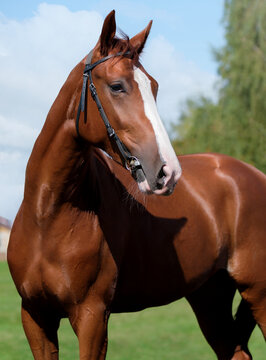 Horse. Portrait. Close-up. A thoroughbred horse of the Oryol Trotter breed. Harness racing. Trotting horse race