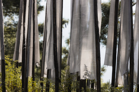 View of fluttering prayer flags, silken and translucent, dance in the gentle breeze against a backdrop of lush greenery, Jakar, Bumthang, Bhutan.