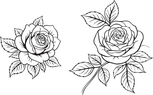 rose botanical illustration line art rose drawing