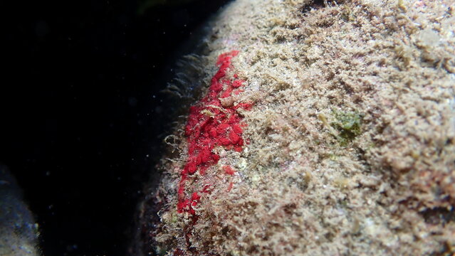 Colonial tunicate or ascidian, sea squirt (Symplegma brakenhielmi) undersea, Ligurian Sea, Italy, Imperia