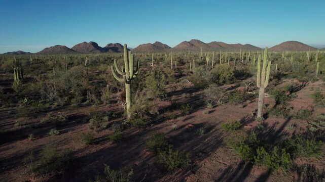 Low aerial through a Saguaro cactus forest with desert foothills