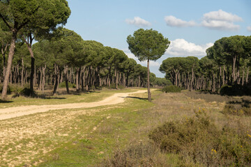 Landscape of the Donana National Park in Spain. Coastal area in southern Spain. Huelva, Andalusia, Spain.